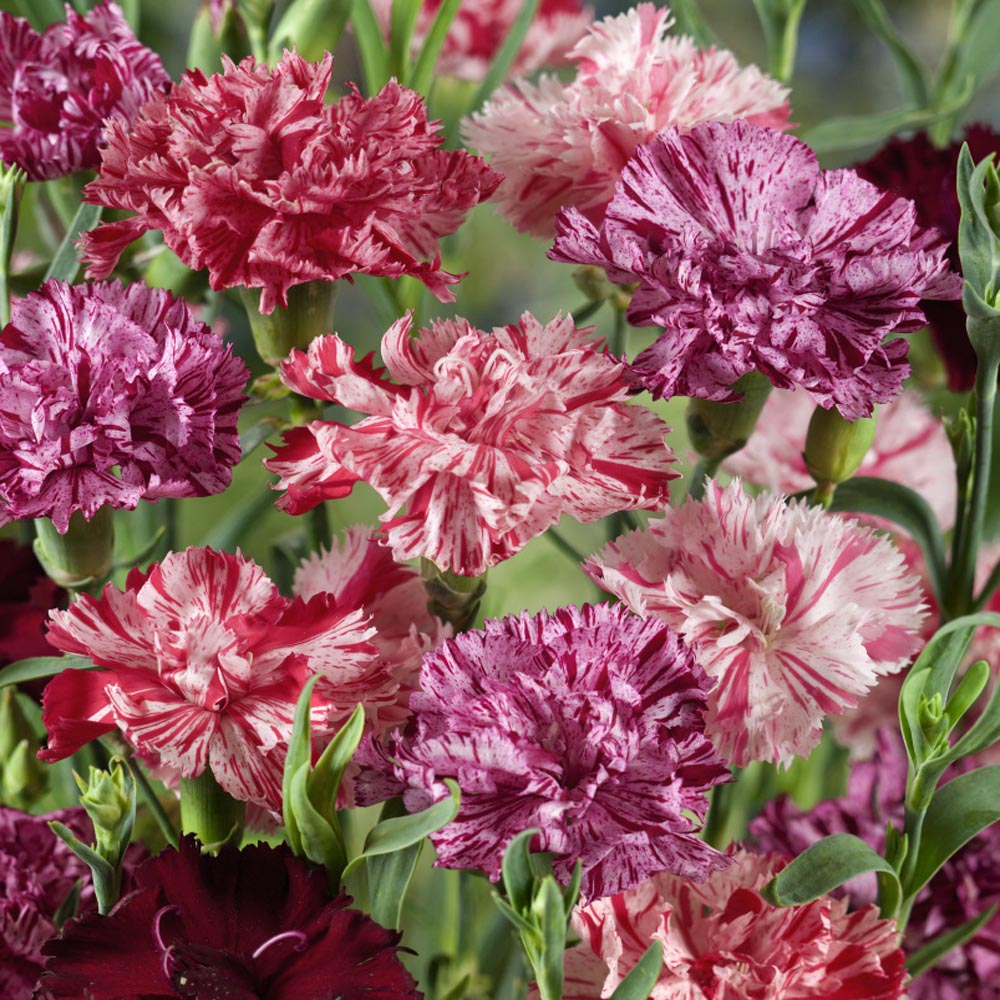 Carnation Chabaud Picotee Mix Unique Petal Flower Seeds