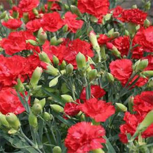 Carnation Scarlet Bold Red Flower Seeds