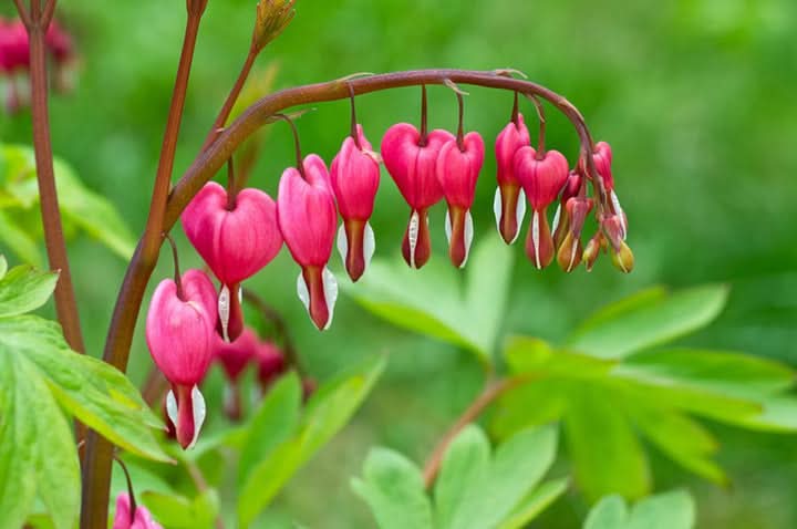 Bleeding Hearts Flower Seeds for Planting – Charming Shade-Loving Garden Blooms