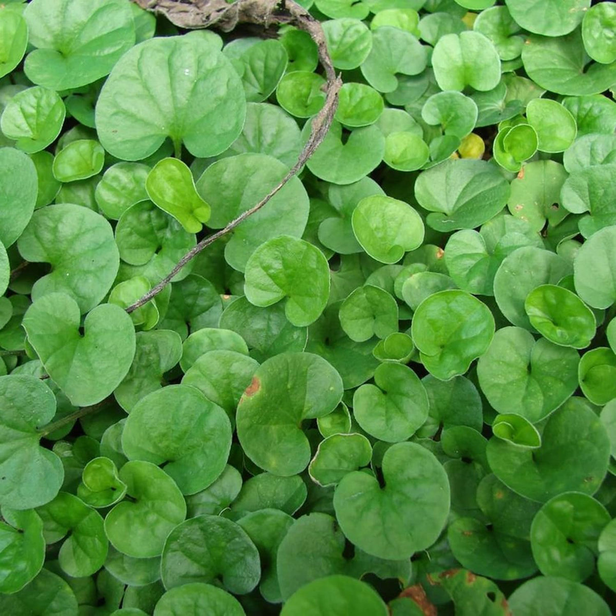 Dichondra ground cover seeds for garden borders and pathways