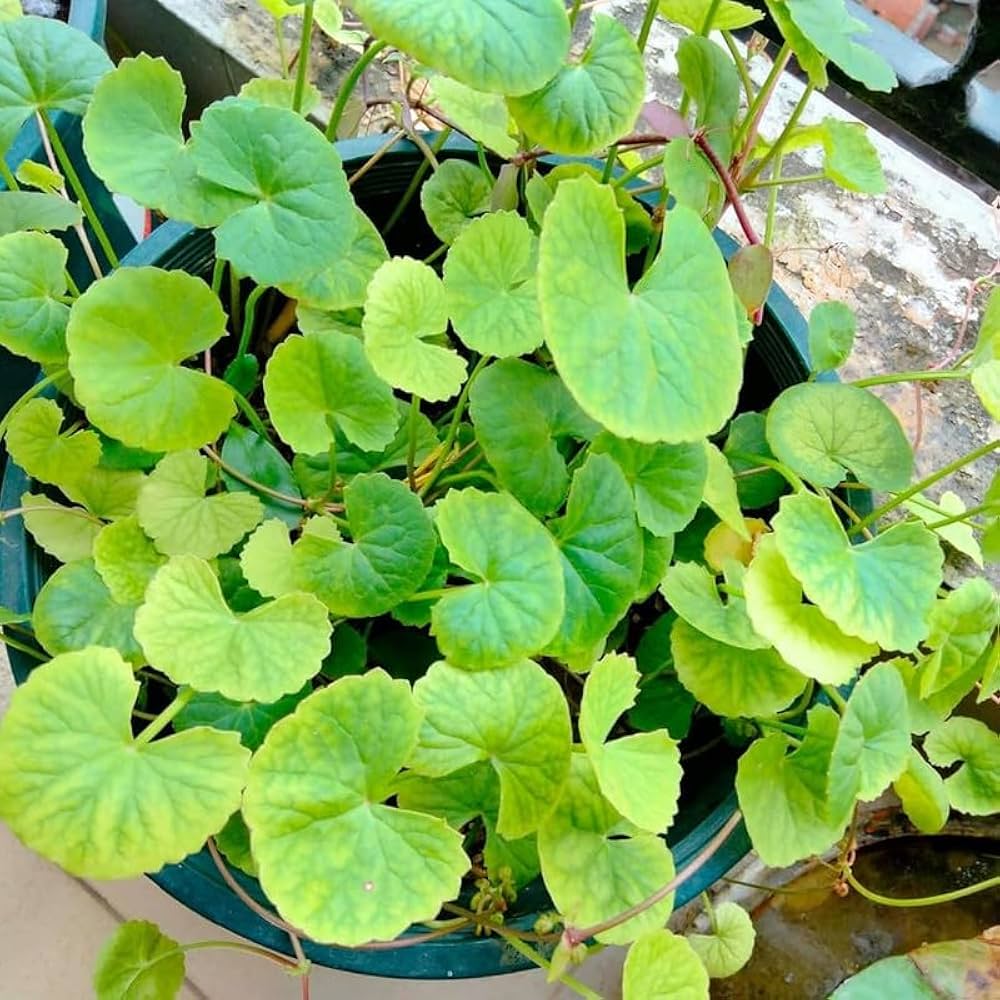 Dichondra micrantha seeds for ground cover lawn landscaping