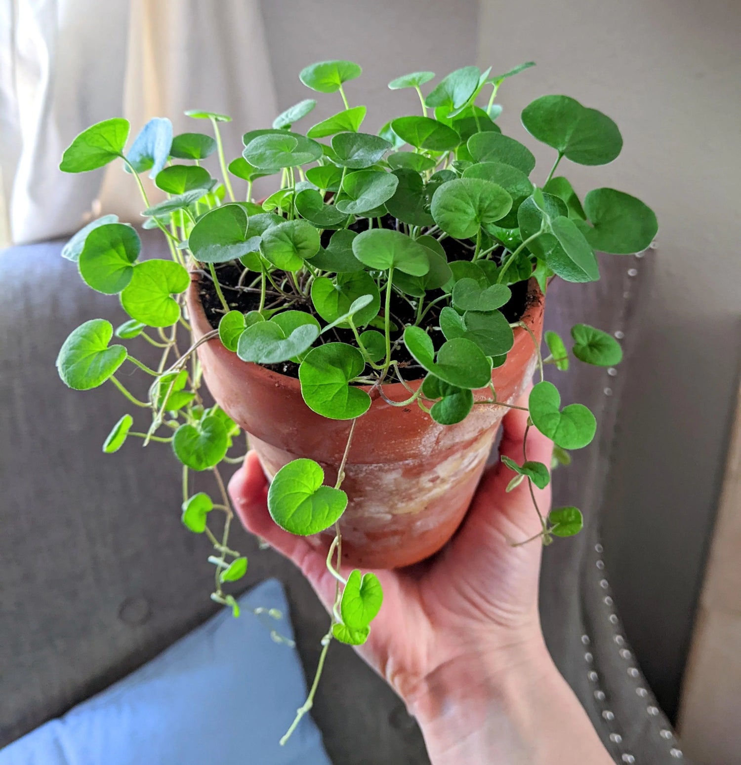 Emerald Falls Dichondra Ground Cover Seeds