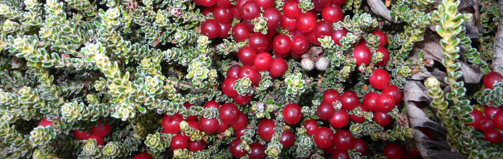 Falkland Island Cranberry (Empetrum rubrum)