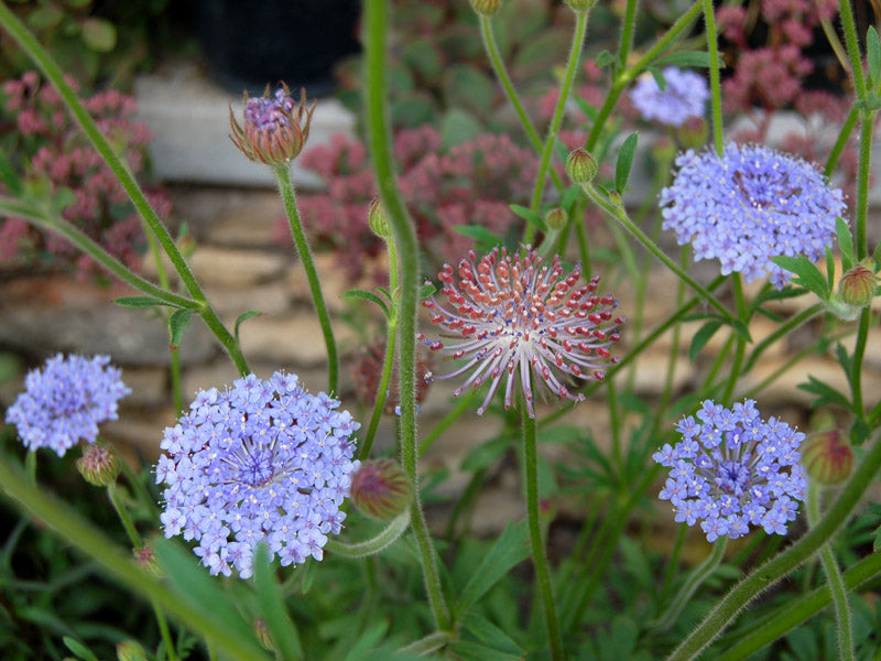 Blue Lace FlowerSeeds