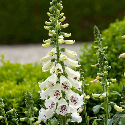 Digitalis Dalmatian White