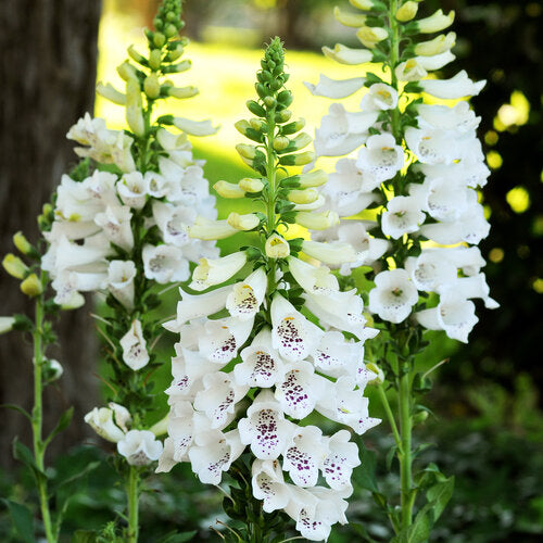 Digitalis Dalmatian White