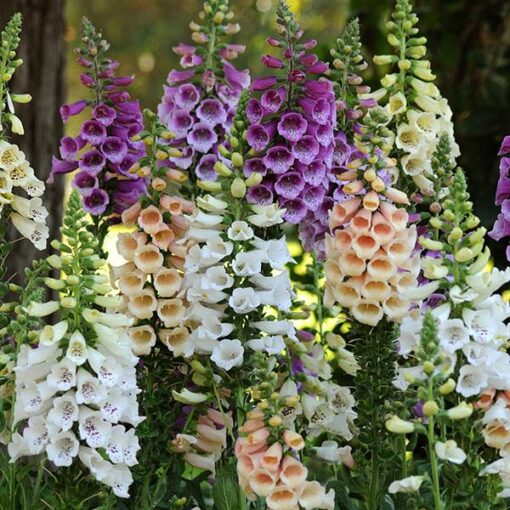 Digitalis Dalmation Pelleted Imported heirloom non-gmo organic garden seeds