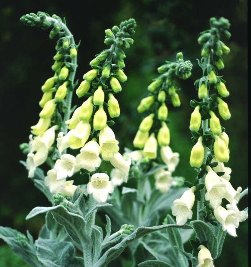 Digitalis Silver Fox