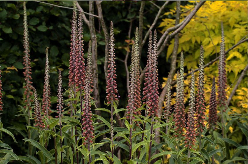 Digitalis Milk Chocolate