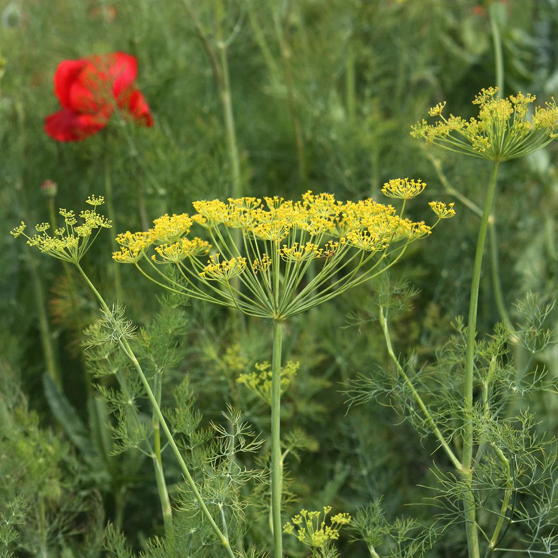 Dill Seeds (Organic) - Bouquet