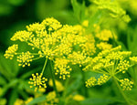 Yellow Mammoth Dill Herb Plant Seeds for Planting- Flavored Gardens and Cuisines Scientific Name Placeholder for planting in home garden