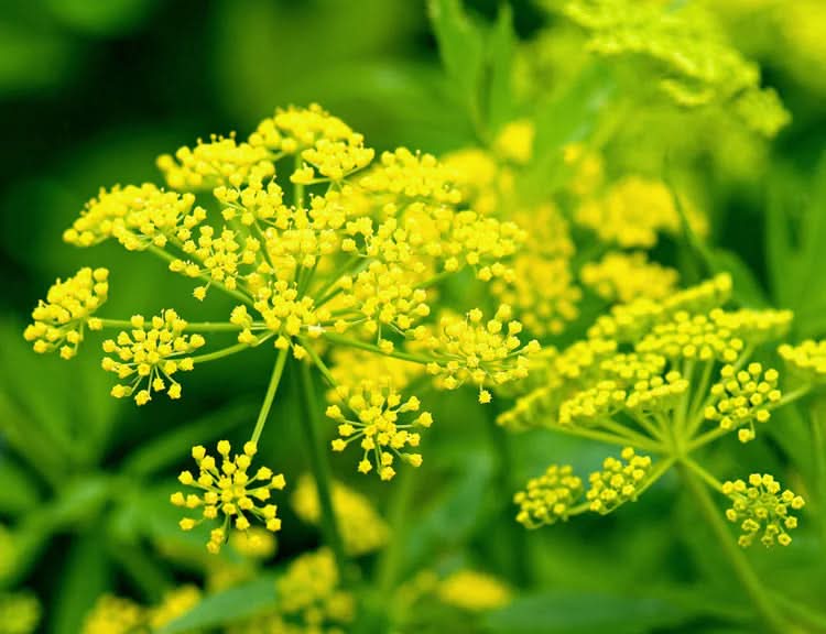 Yellow Mammoth Dill Herb Plant Seeds for Planting- Flavored Gardens and Cuisines Scientific Name Placeholder for planting in home garden