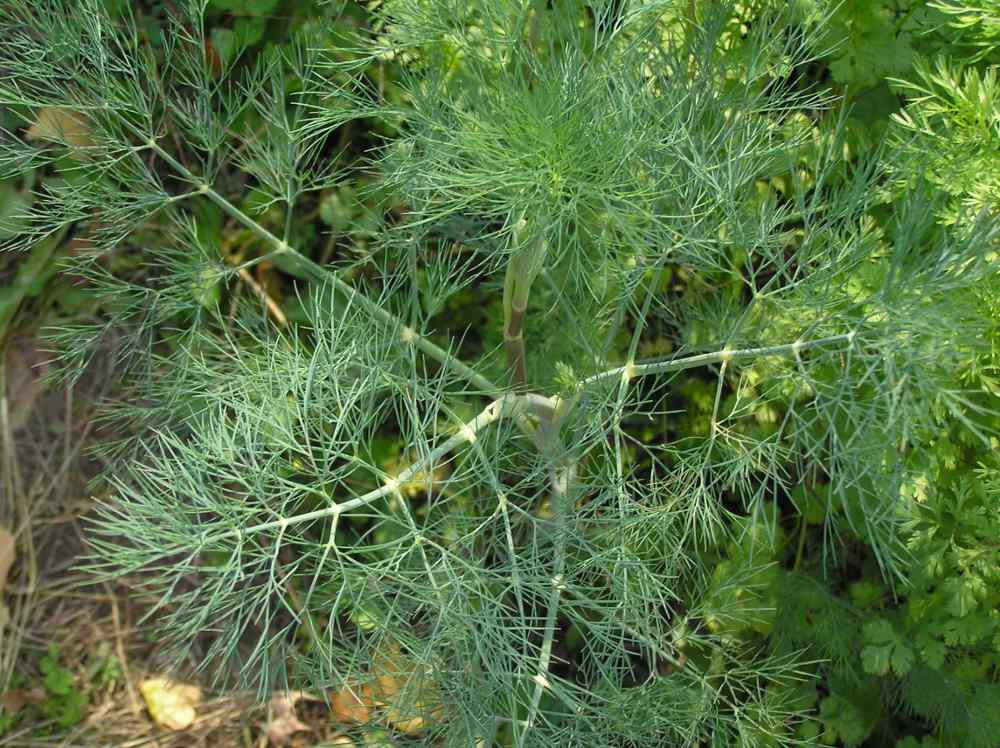 Dill Seeds - Long Island Mammoth