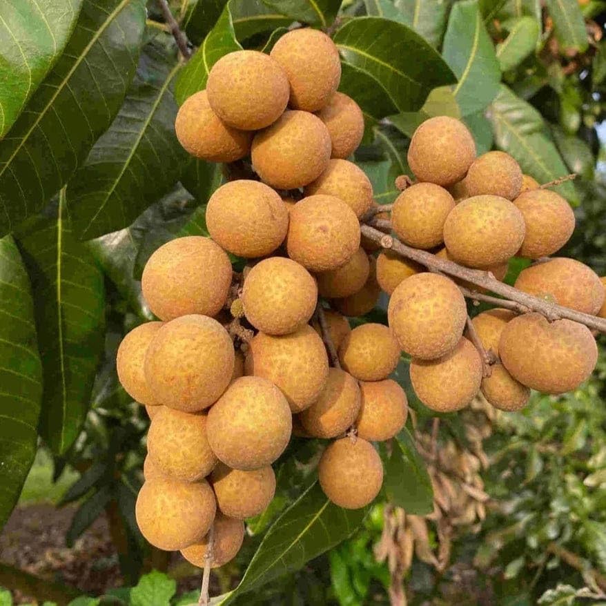 Dimocarpus Longan Seeds for Planting