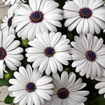 Dimorphotheca White Open Pollinated heirloom non-gmo organic garden seeds