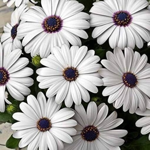 Dimorphotheca White Open Pollinated heirloom non-gmo organic garden seeds