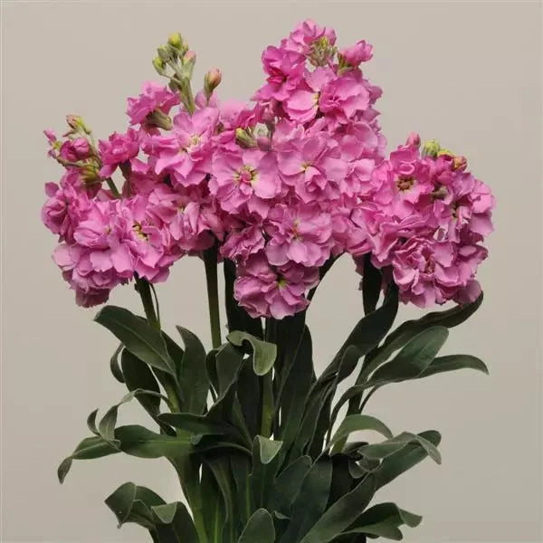 Stock Seeds - Katz Pink Mix