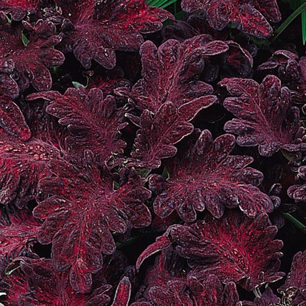 Coleus Black Dragon Dark Foliage Plant Seeds