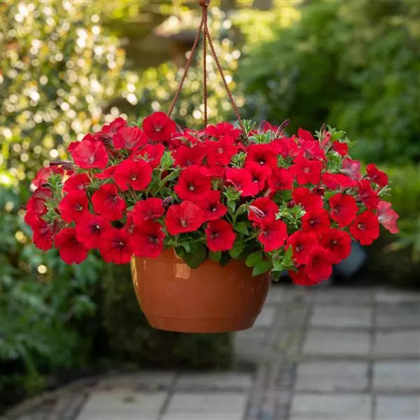Red Wave Petunia Petunia hybrida flower seeds for hanging baskets and home garden pots