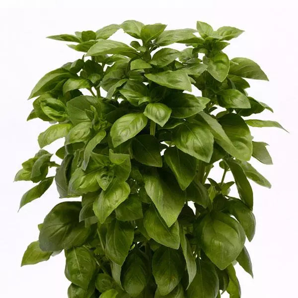 Basil Seeds - Everleaf Genovese