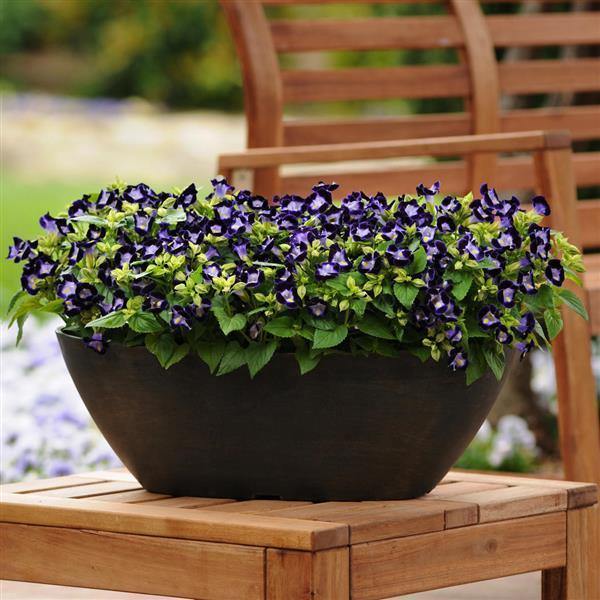 Vertigo Deep Blue Torenia Seeds