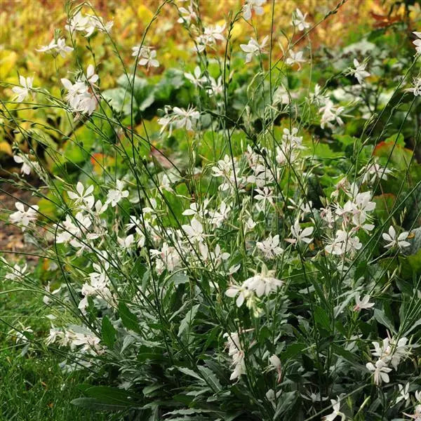 Sparkle White Gaura Seeds