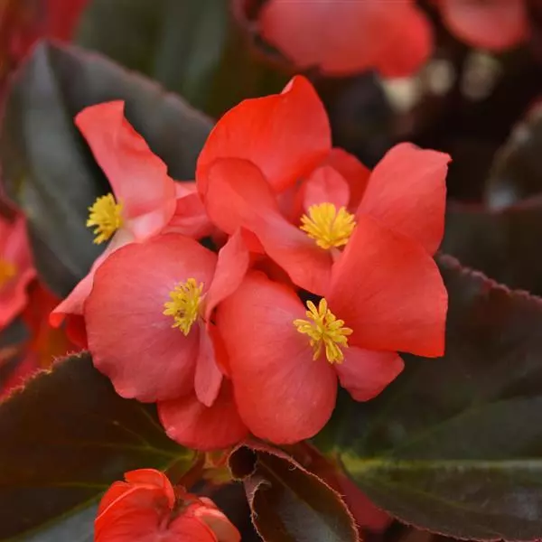 Rose Bronze Leaf Begonia Seeds | Big Series Rose Begonia with Bronze Foliage – Heirloom, Non-GMO, High Germination Organic Garden Seeds