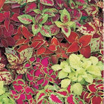 Fresh Fairway Mix Coleus Flower Seeds for Planting - Beautiful Blooms, Heirloom seeds seeds for planting in home garden