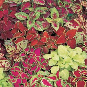 Fresh Fairway Mix Coleus Flower Seeds for Planting - Beautiful Blooms, Heirloom seeds seeds for planting in home garden
