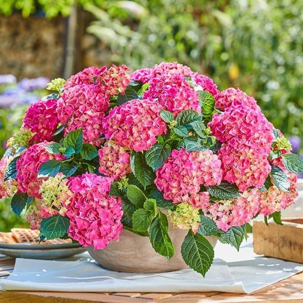 Common Hydrangea Macrophylla, Flowering Seeds For Planting Decorative garden and pot planting