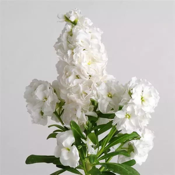 early spring garden beds filled with bright Matthiola blooms

