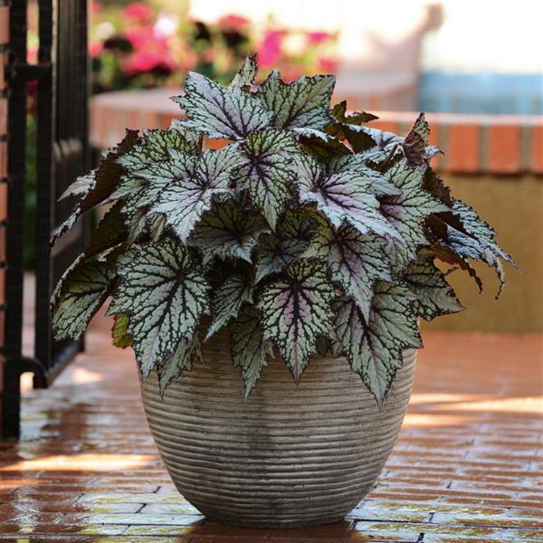 Begonia Begonia Rex Semi-Rare Color Bonsai Flower Seeds for Planting
