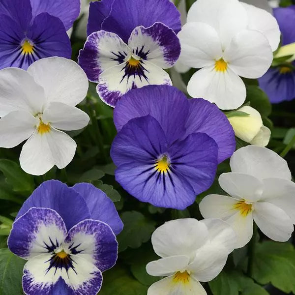 Viola Seeds - Sorbet XP Neptune