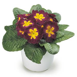 Common Primrose Burgundy Bicolor Dual-Tone Flower Seeds