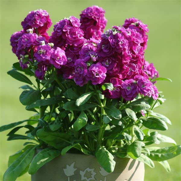 compact dwarf Matthiola plants blooming in garden beds

