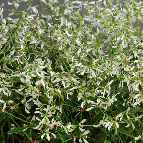 Glitz Euphorbia Seeds