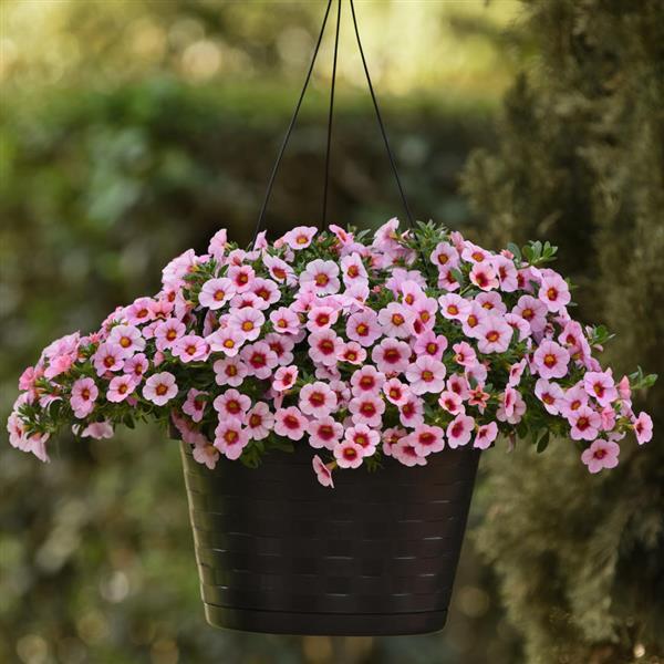 Light Pink Blast Calibrachoa