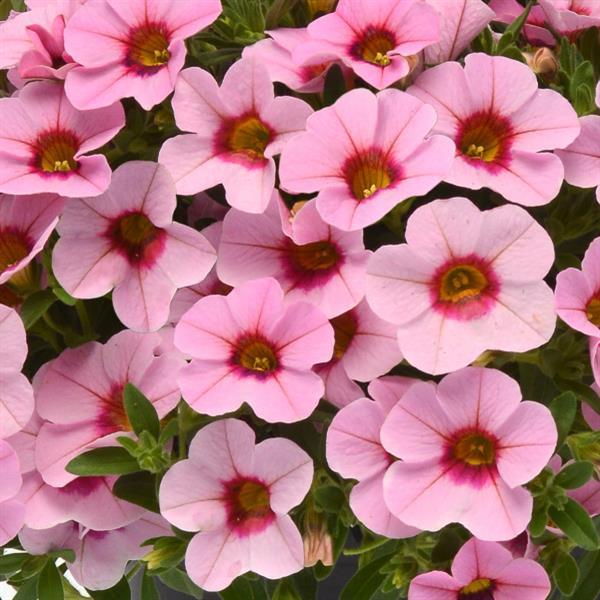 Light Pink Blast Calibrachoa