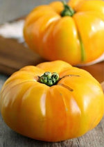 Dixie Golden Giant beefsteak tomato seeds for planting extra - large fruits - Dharaseeds