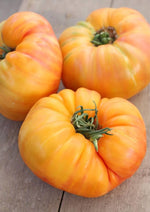Dixie Golden Giant beefsteak tomato seeds for planting extra - large fruits - Dharaseeds