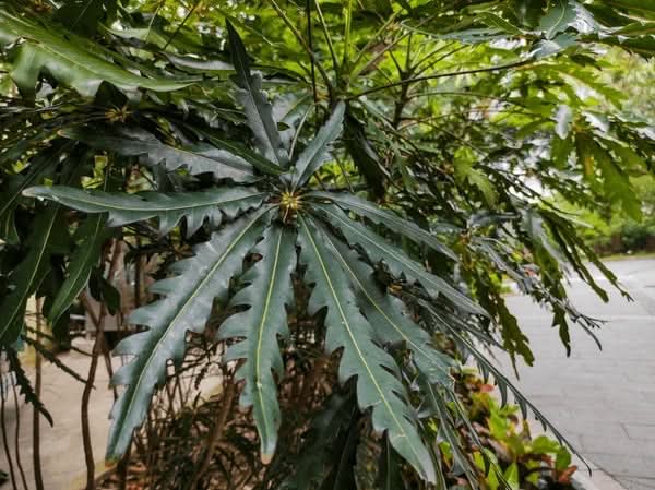 dizygotheca plant Dizygotheca Seeds – Green Elegantissima Indoor Plant Heirloom Seeds –  Dharaseeds