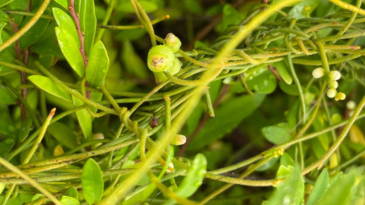 Dodder-Laurel (Cassytha filiformis)