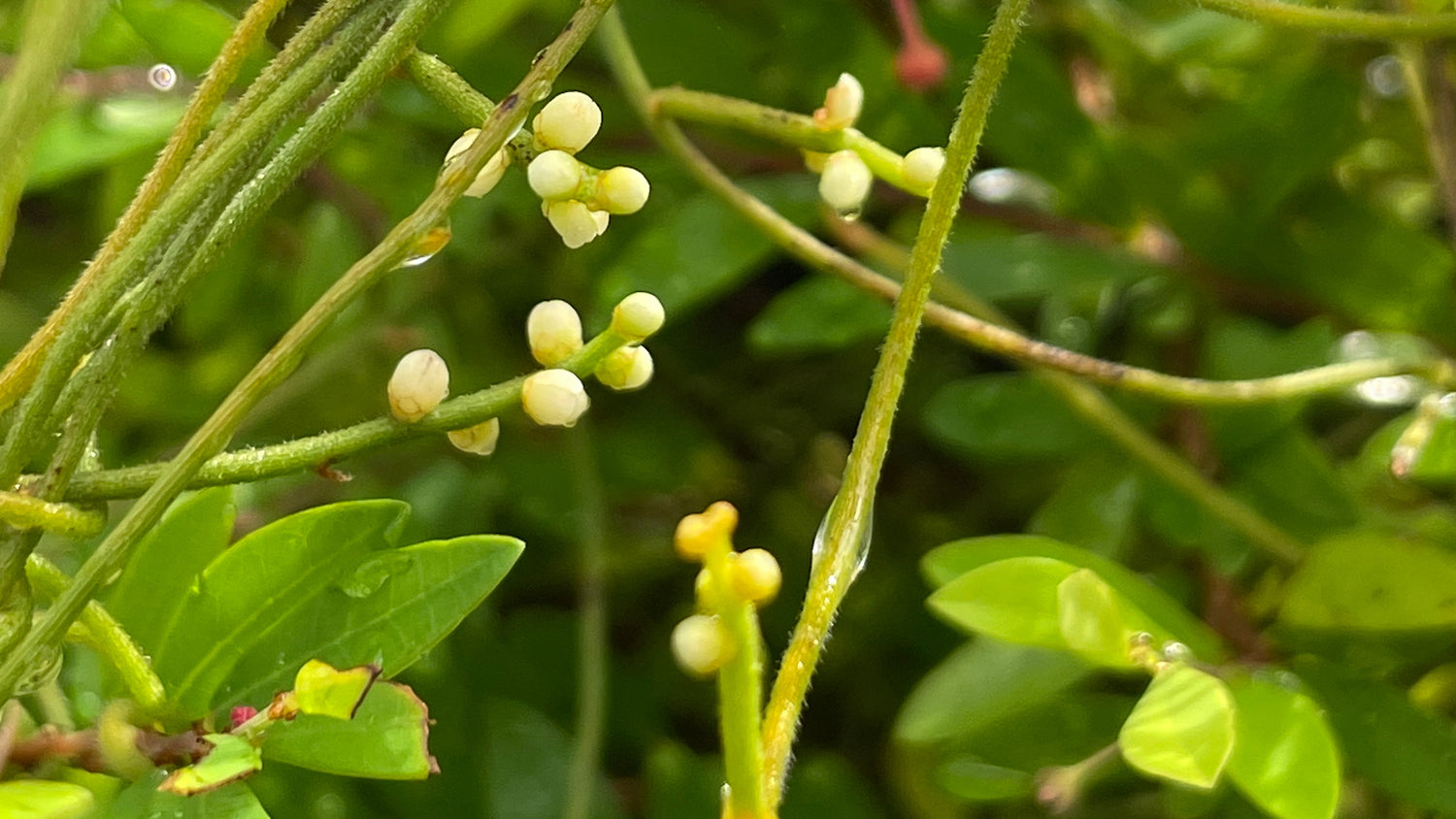 Dodder-Laurel (Cassytha filiformis)