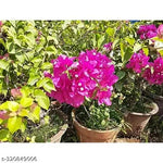 Pink Bougainvillea Plant Seeds for Planting – NON GMO Seeds Dhara Seeds