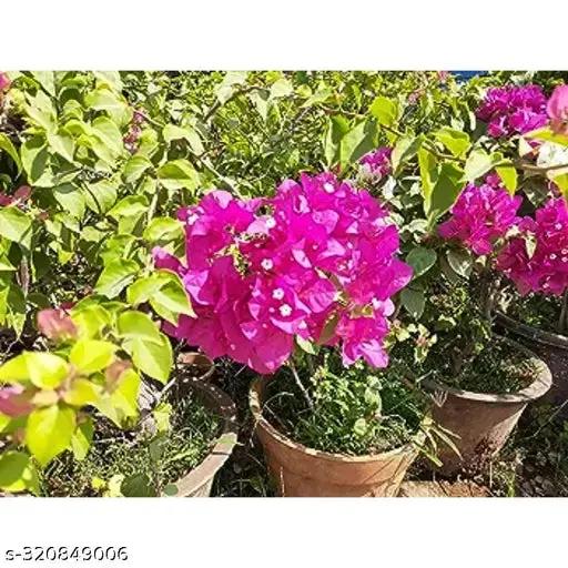 Pink Bougainvillea Plant Seeds for Planting – NON GMO Seeds Dhara Seeds