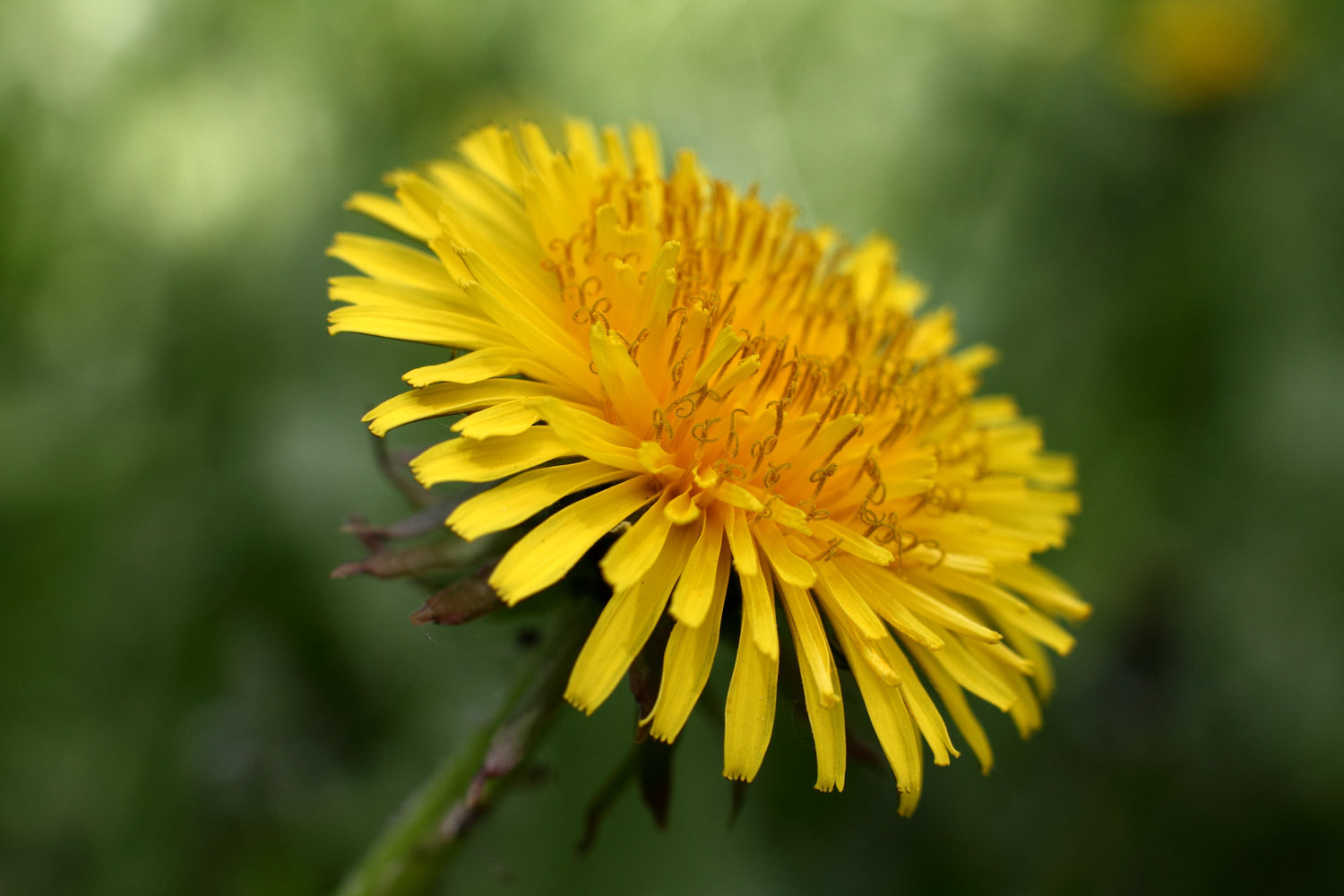 Dandelion Plants