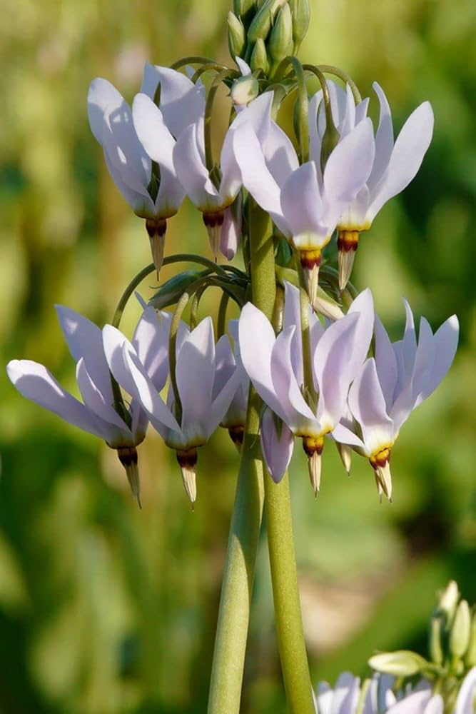 Dodecatheon Meadia White Shooting Star seeds – Midland wildflower variety - Dharaseeds
