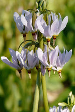 Dodecatheon Meadia White Shooting Star seeds – Midland wildflower variety - Dharaseeds