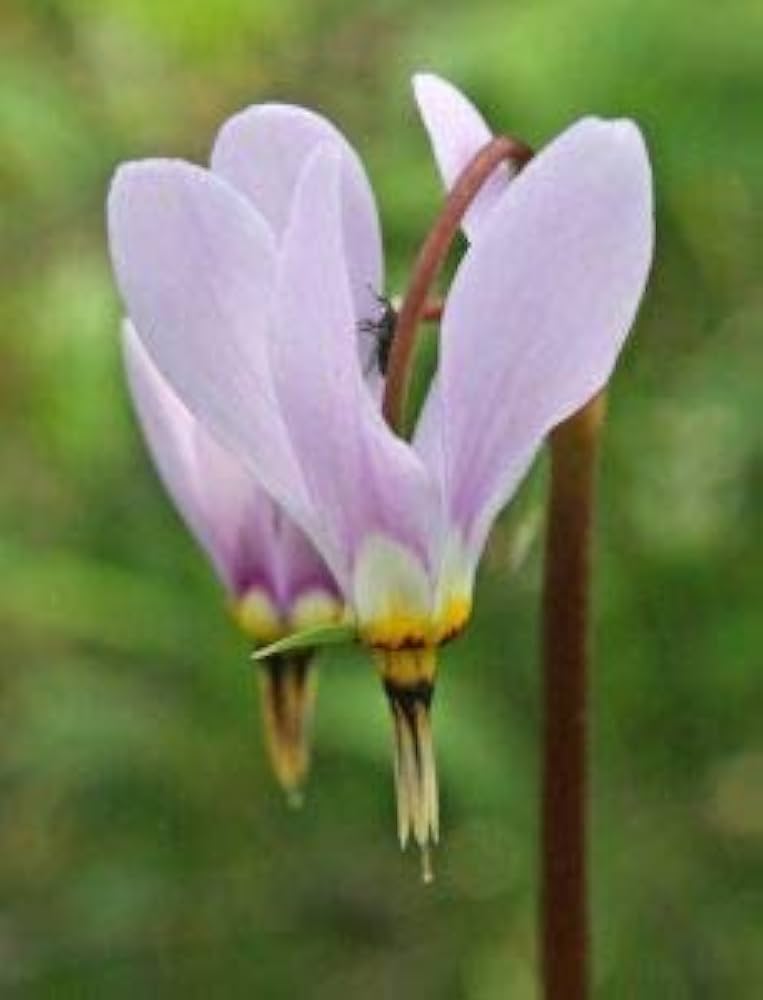 Dodecatheon Meadia White Shooting Star seeds – Midland wildflower variety - Dharaseeds