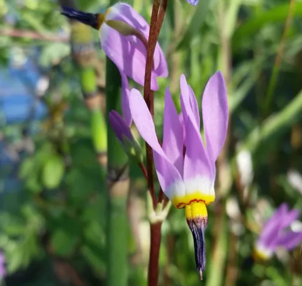 Dodecatheon Meadia White Shooting Star seeds – Midland wildflower variety - Dharaseeds